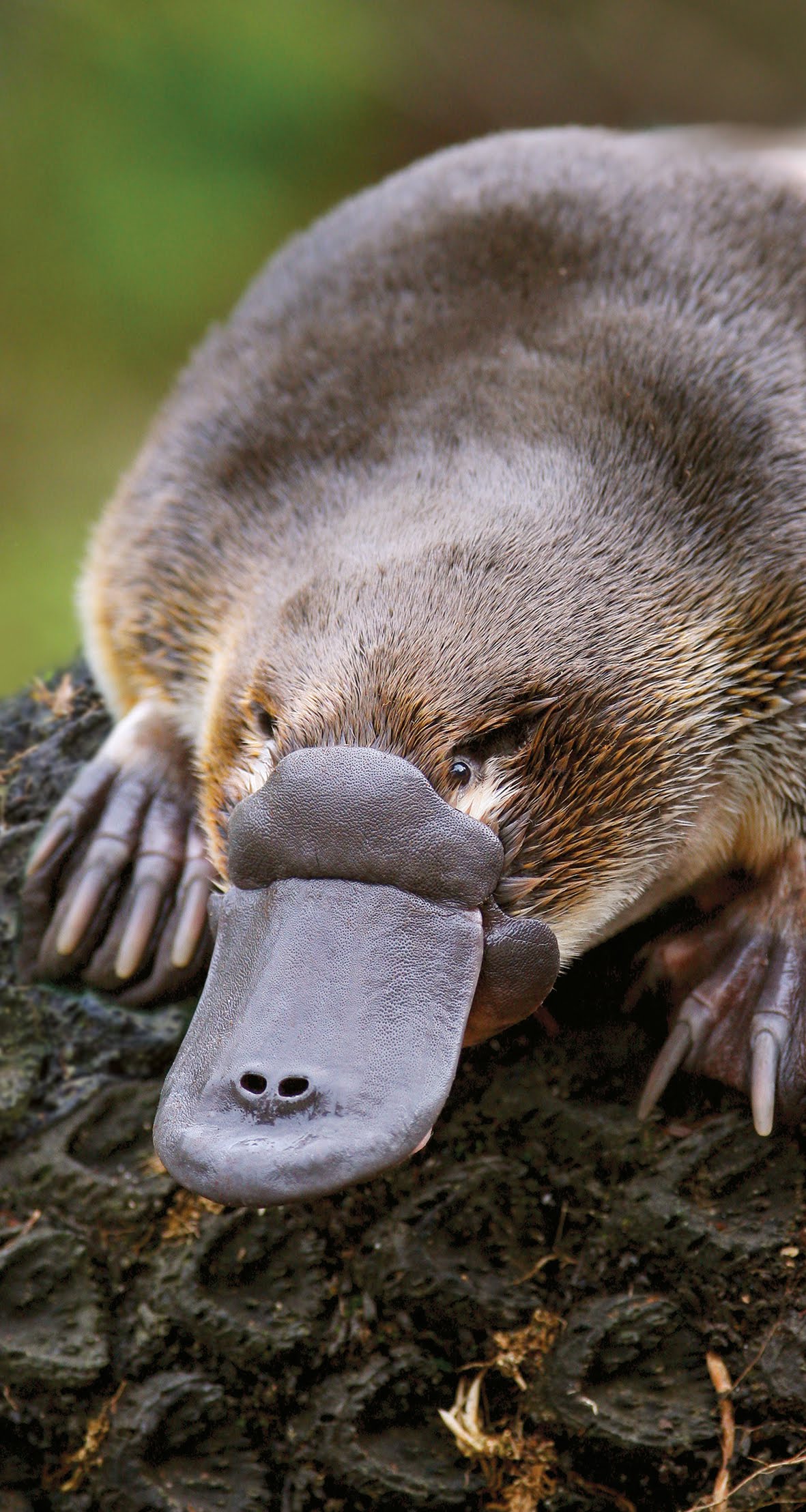 Platypus