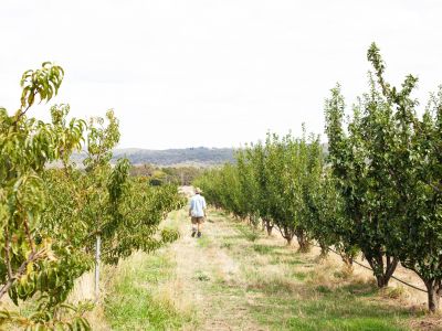 Farmer walking through orchard.